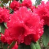 Grace Seabrock Rhododendron
