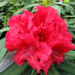 Grace Seabrock Rhododendron -The Tree Center Store Grace Seabrock Rhododendron 2 copy jpg