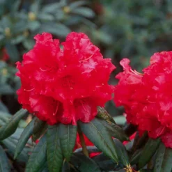 Grace Seabrock Rhododendron -The Tree Center Store Grace Seabrock Rhododendron 4 copy jpg