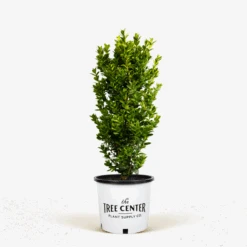 Graham Blandy Boxwood -The Tree Center Store Graham Blandy Boxwood 2G 01 600x600 1