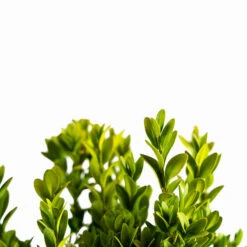 Graham Blandy Boxwood