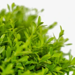 Green Borders Boxwood
