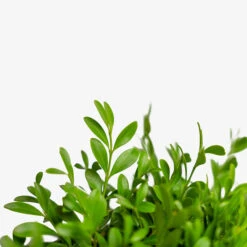 Green Borders Boxwood -The Tree Center Store Green Borders Boxwood 3G 03 copy 1 600x600 1