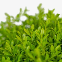 Green Borders Boxwood -The Tree Center Store Green Borders Boxwood 3G 04 copy 1 600x600 1