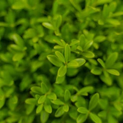 Green Borders Boxwood -The Tree Center Store Green Borders Boxwood 3G 06 copy 1 600x600 1