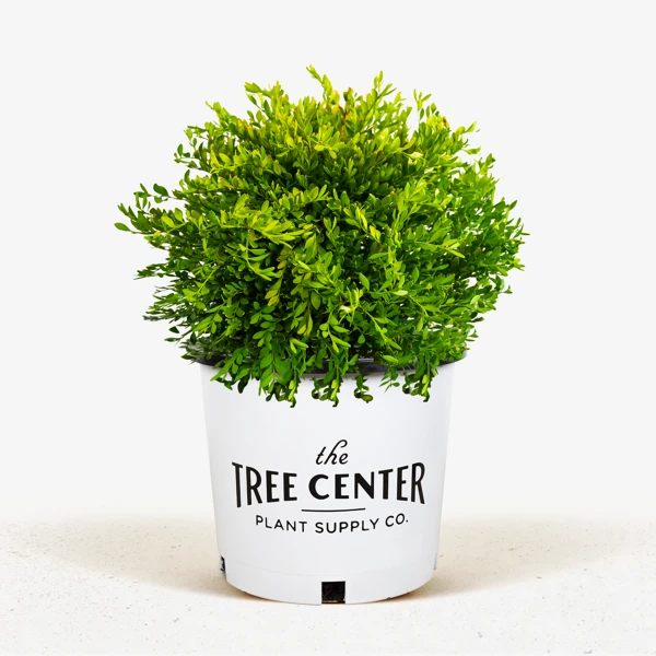 Green Gem Boxwood 1 Green Gem Boxwood