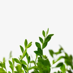 Green Gem Boxwood 7 Green Gem Boxwood -The Tree Center Store Green Gem Boxwood 3G 03 600x600 1