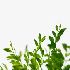 Green Gem Boxwood 8 Green Gem Boxwood -The Tree Center Store Green Gem Boxwood 3G 04 600x600 1