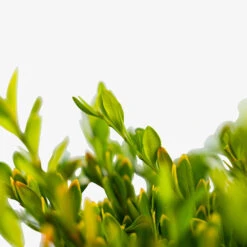 Green Gem Boxwood 9 Green Gem Boxwood -The Tree Center Store Green Gem Boxwood 3G 05 600x600 1