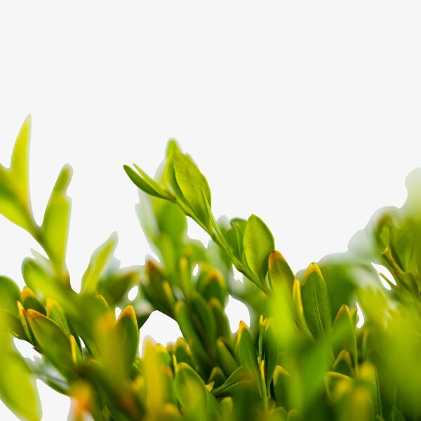 Green Gem Boxwood 5 Green Gem Boxwood - Image 5