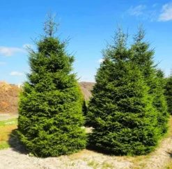 Green Knight Oriental Spruce 7 Green Knight Oriental Spruce -The Tree Center Store Green Knight Oriental Spruce 1 copy jpg webp