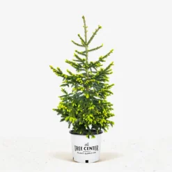 Green Knight Oriental Spruce 8 Green Knight Oriental Spruce -The Tree Center Store Green Knight Oriental Spruce 5G 01.1 600x600 1