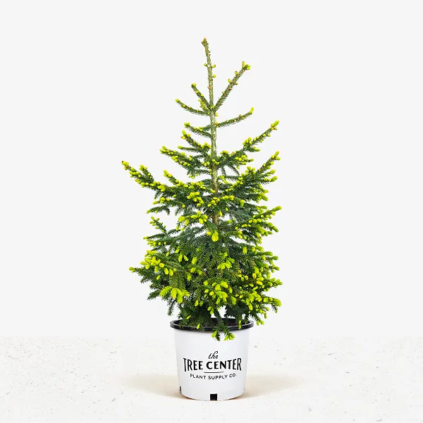 Green Knight Oriental Spruce 4 Green Knight Oriental Spruce - Image 4