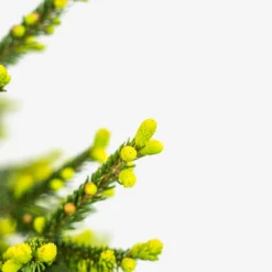 Green Knight Oriental Spruce 9 Green Knight Oriental Spruce -The Tree Center Store Green Knight Oriental Spruce 5G 02 copy 600x600 1