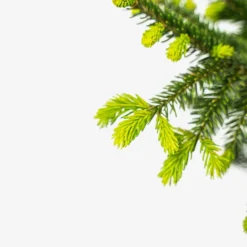 Green Knight Oriental Spruce