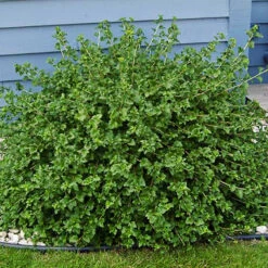 Green Mound Alpine Currant -The Tree Center Store Green Mound Alpine Currant 3 copy 600x600 1