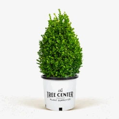 Green Mountain Boxwood 9 Green Mountain Boxwood -The Tree Center Store Green Mountain Boxwood 3G 01 600x600 1
