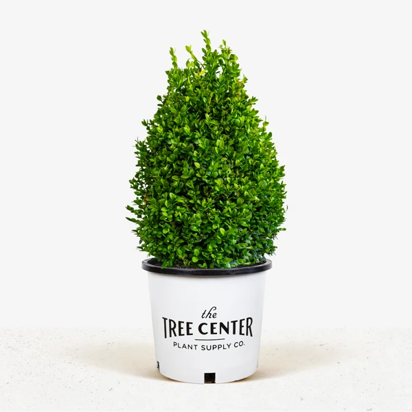 Green Mountain Boxwood 5 Green Mountain Boxwood - Image 5