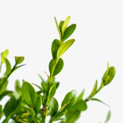 Green Mountain Boxwood 8 Green Mountain Boxwood -The Tree Center Store Green Mountain Boxwood 3G 04 1 600x600 1