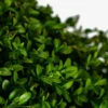 Green Mountain Boxwood