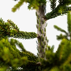 Green Oriental Spruce -The Tree Center Store Green Oriental Spruce 5G 06 600x600 1