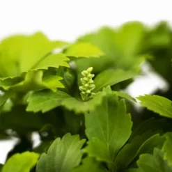 Green Pachysandra -The Tree Center Store Green Pachysandra 1G 02 600x600 1