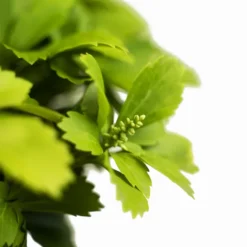 Green Pachysandra -The Tree Center Store Green Pachysandra 1G 03 600x600 1