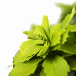 Green Pachysandra -The Tree Center Store Green Pachysandra 1G 04 600x600 1