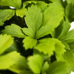 Green Pachysandra -The Tree Center Store Green Pachysandra 1G 05 scaled 600x600 1