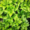 Green Pachysandra