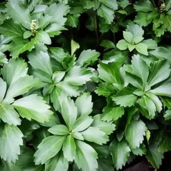 Green Pachysandra -The Tree Center Store Green Pachysandra 3 copy jpg webp