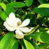 Green Shadow Sweetbay Magnolia