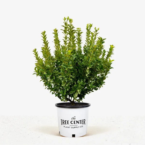 Green Spire Euonymus 2 Green Spire Euonymus - Image 2