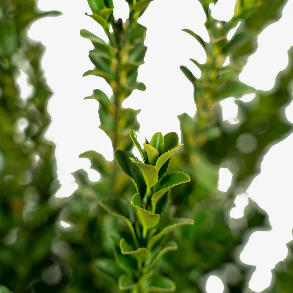 Green Spire Euonymus 4 Green Spire Euonymus - Image 4