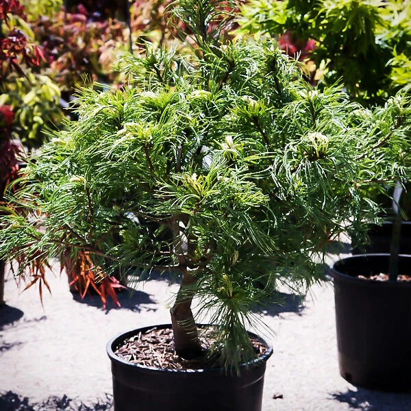 Green Twist White Pine - Tree Form 2 Green Twist White Pine - Tree Form - Image 2