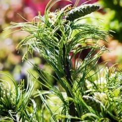 Green Twist White Pine - Tree Form