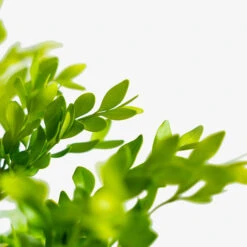 Green Velvet Boxwood -The Tree Center Store Green Velvet Boxwood 2G 03 600x600 1