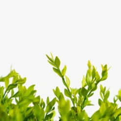 Green Velvet Boxwood -The Tree Center Store Green Velvet Boxwood 2G 06 600x600 1