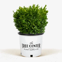 Green Velvet Boxwood