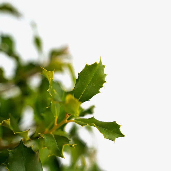 Greenleaf American Holly 3 Greenleaf American Holly - Image 3