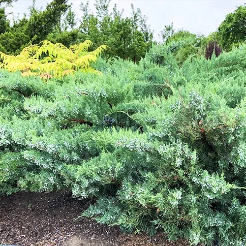 Grey Owl Juniper 2 Grey Owl Juniper - Image 2