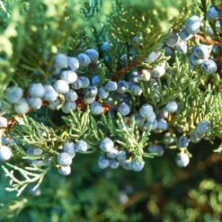 Grey Owl Juniper 6 Grey Owl Juniper -The Tree Center Store Grey Owl Juniper 4 copy jpg