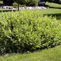 Gro-Low Sumac -The Tree Center Store Gro Low Sumac 1 copy jpg