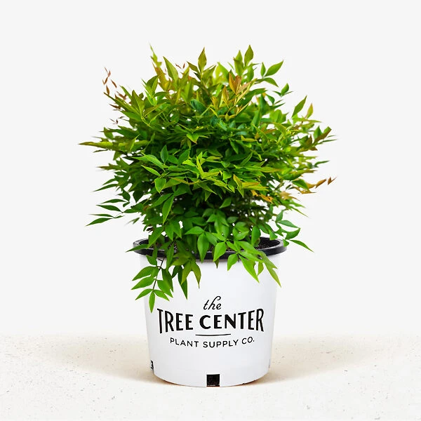 Gulf Stream Nandina 1 Gulf Stream Nandina