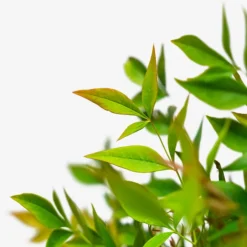 Gulf Stream Nandina 8 Gulf Stream Nandina -The Tree Center Store Gulf Stream Nandina 3G 02 600x600 1