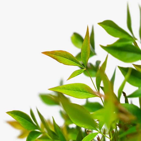 Gulf Stream Nandina 4 Gulf Stream Nandina - Image 4