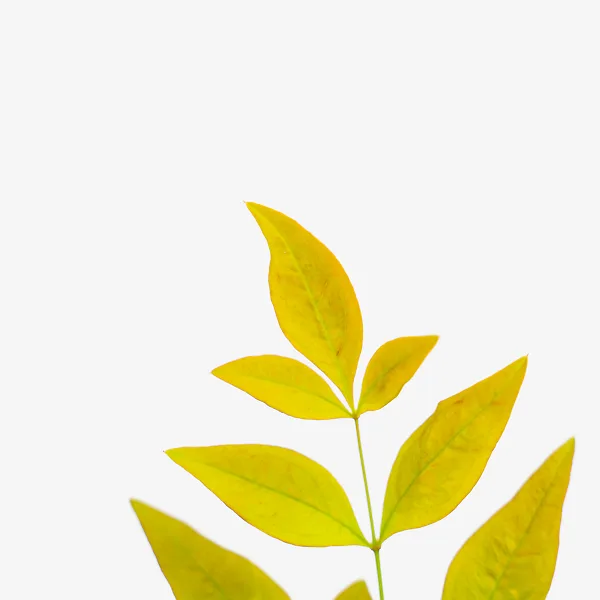 Gulf Stream Nandina 3 Gulf Stream Nandina - Image 3