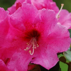 Hallelujah Rhododendron -The Tree Center Store Hallelujah Rhododendron 2 copy jpg