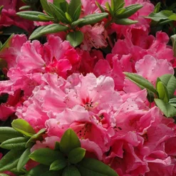 Hallelujah Rhododendron -The Tree Center Store Hallelujah Rhododendron 4 copy jpg