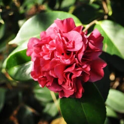 Harbor Lights Camellia -The Tree Center Store Harbor Lights Camellia 1 copy 600x600 1